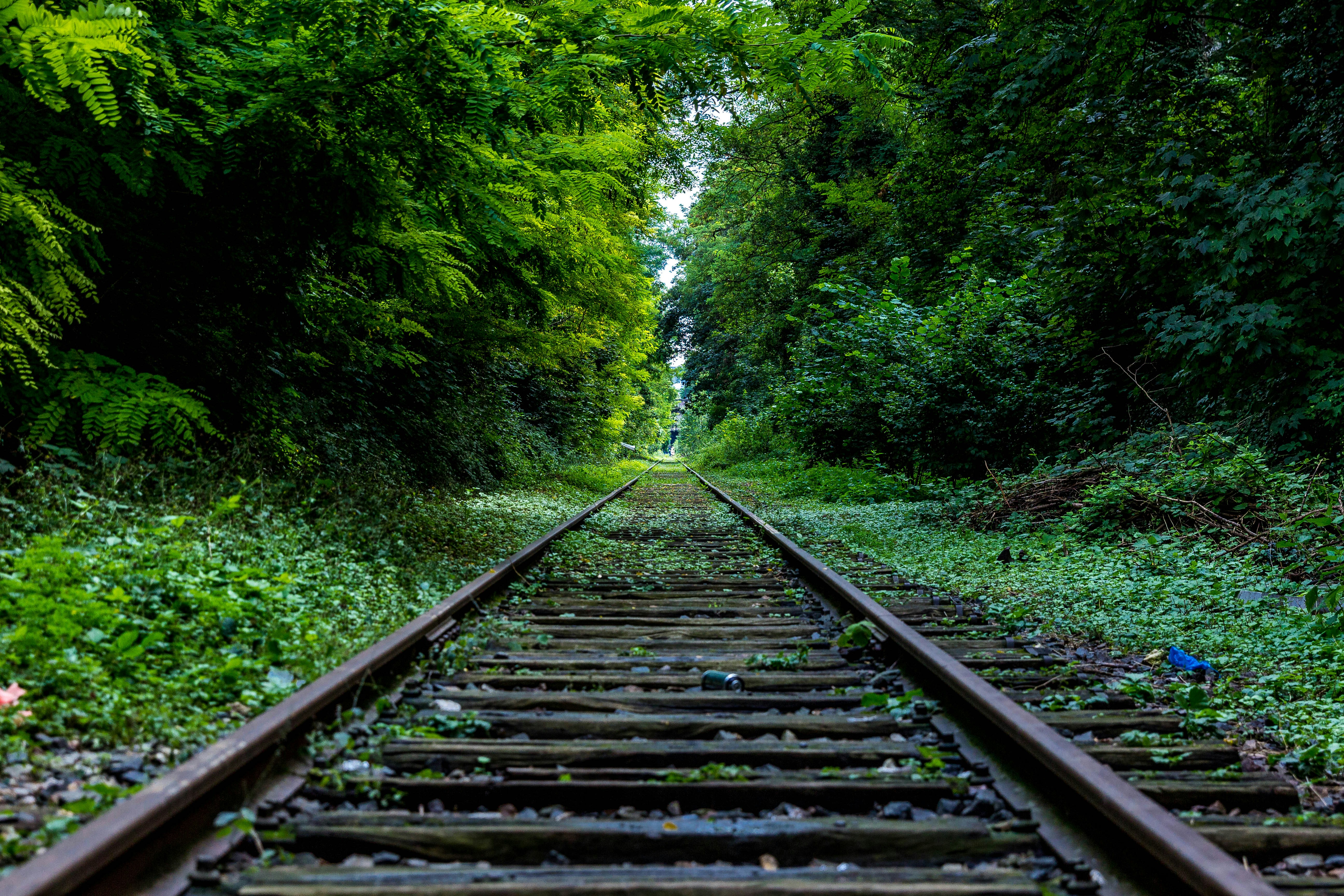 treno rotaie verde.jpg